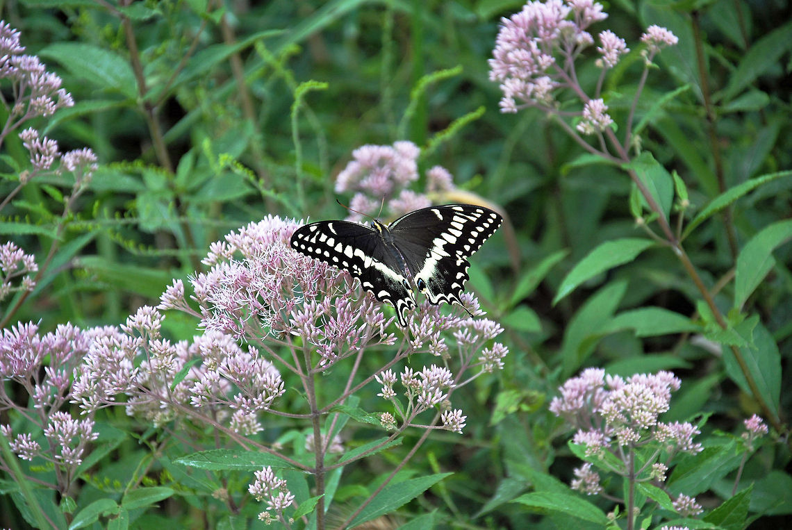 American/black swallowtail butterfly Black Swallow Tail butterfly. Black swallowtail,Butterfly,Papilio polyxenes,Swallow Tail,Wildflowers