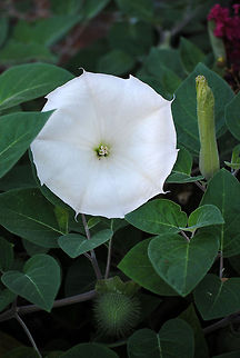 Datura inoxia I'm guessing this is some sort of Morning Glory since it is always wrapped up, like the one on the right and then opens up to this magnificent white flower. Datura inoxia,Flowers,Plants
