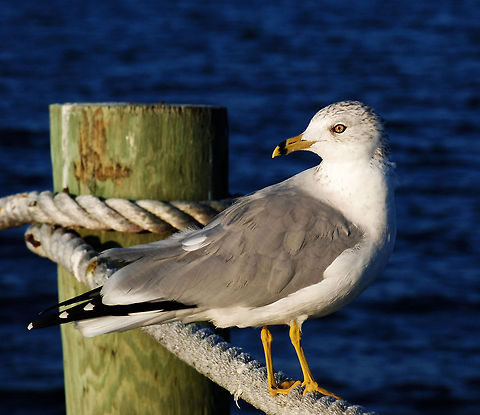 Seagull in harbor Seagull relaxing in the early morning hours at the Roanoke Sound. Birds,Larus delawarensis,Ring-billed Gull,Seabirds,seagull
