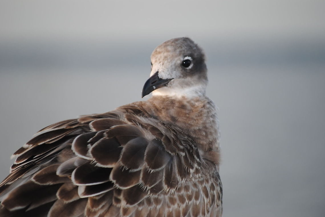 Seagull A young seagull in the early morning hours over the Roanoke Sound. Birds,Seabirds,seagull