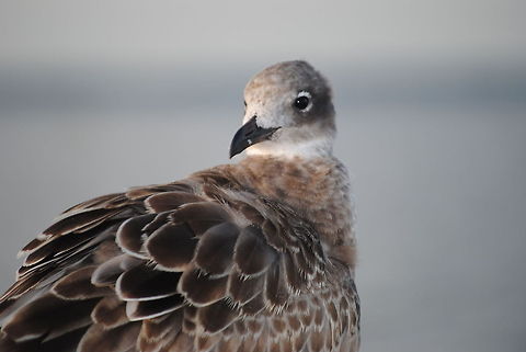 Seagull A young seagull in the early morning hours over the Roanoke Sound. Birds,Seabirds,seagull