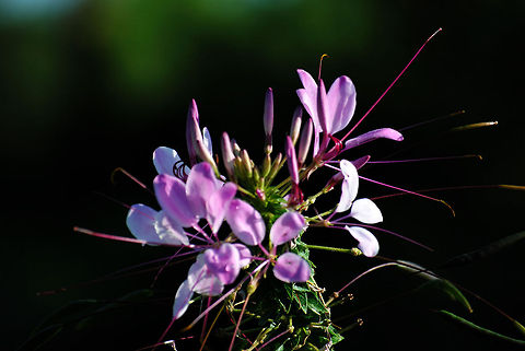 Cleome A beautiful flower catching the early morning sunshine. Cleome hassleriana,Flowers,Plants,purple