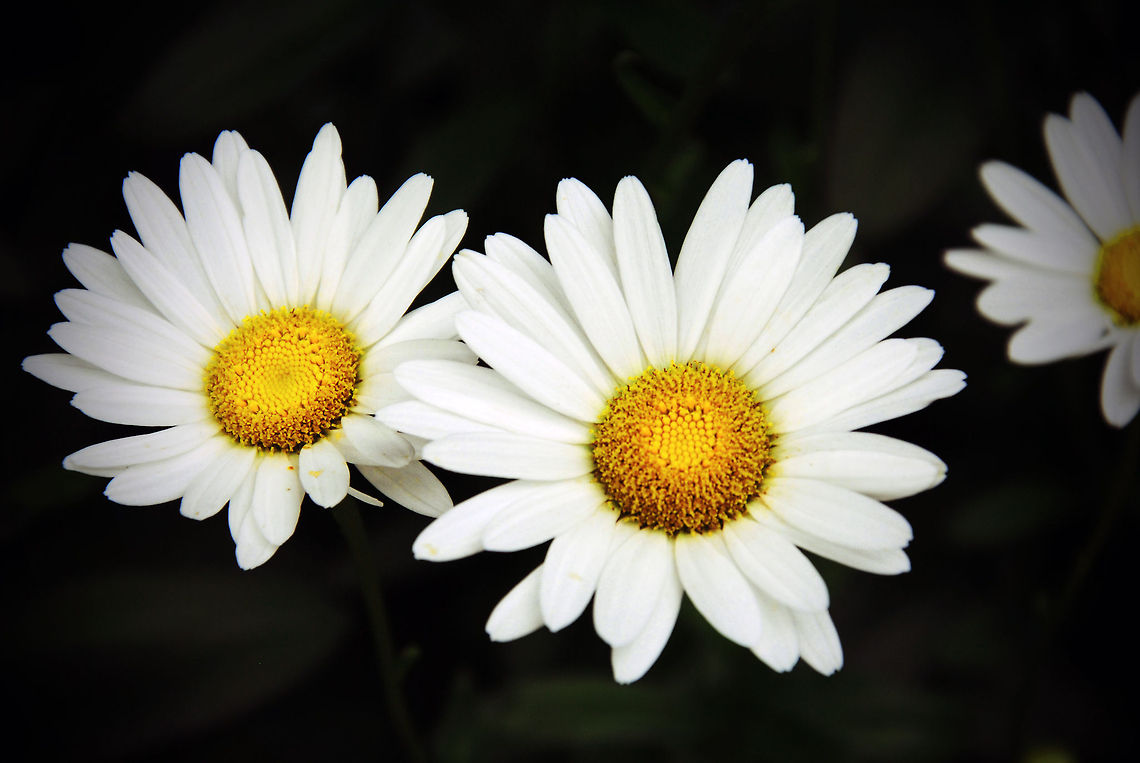 Common daisies  Bellis perennis,Common daisy