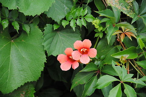 DSC_0040 Native North Carolina wildflower. Flowers,Wildflowers