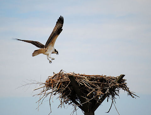 Osprey landing on  large nest  Osprey,Pandion haliaetus