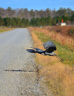 Great Blue Heron takeoff  Ardea herodias,Great Blue Heron