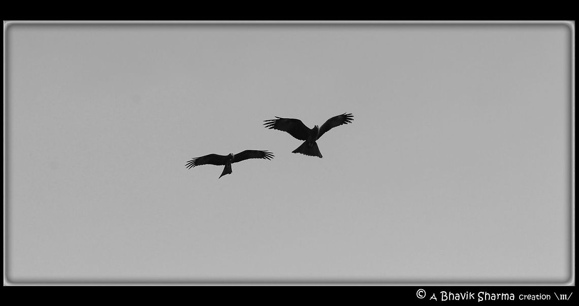 Bird Photography @ Jama Masjid These pics were captured @ Jama Masjid in Delhi (India) Black kite,Milvus migrans