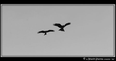 Bird Photography @ Jama Masjid These pics were captured @ Jama Masjid in Delhi (India) Black kite,Milvus migrans