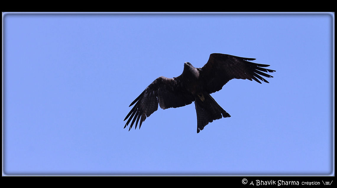 Bird Photography @ Jama Masjid These pics were captured @ Jama Masjid in Delhi (India) Black kite,Milvus migrans