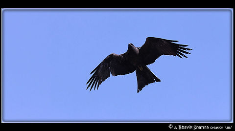 Bird Photography @ Jama Masjid These pics were captured @ Jama Masjid in Delhi (India) Black kite,Milvus migrans