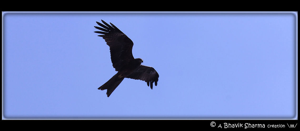 Bird Photography @ Jama Masjid These pics were captured @ Jama Masjid in Delhi (India) Black kite,Milvus migrans