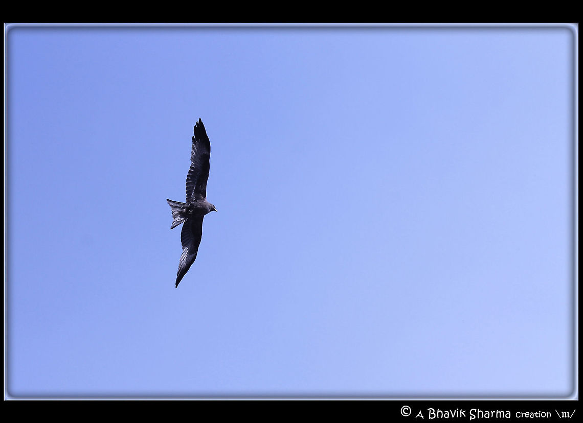 Bird Photography @ Jama Masjid These pics were captured @ Jama Masjid in Delhi (India) Black kite,Milvus migrans