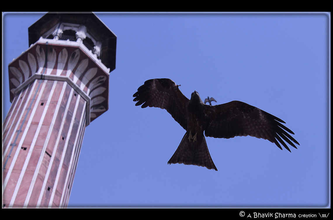 Bird Photography @ Jama Masjid These pics were captured @ Jama Masjid in Delhi (India) Black kite,Milvus migrans