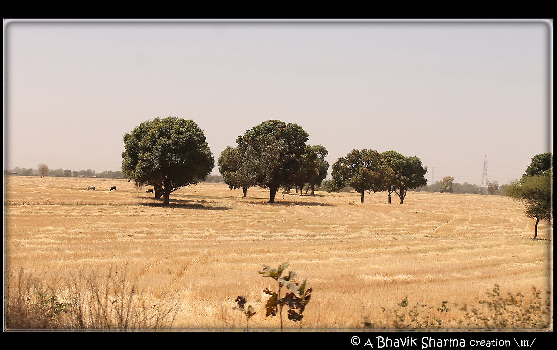 Golden Landscape  landscape