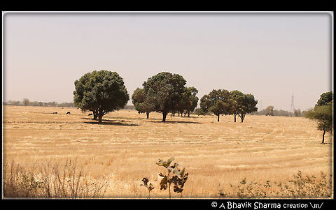 Golden Landscape  landscape