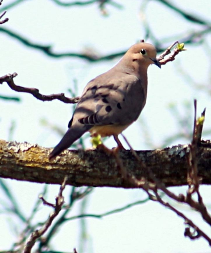 Love Birds  Mourning Dove,Zenaida macroura