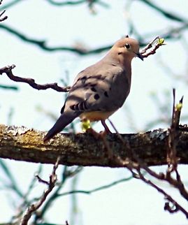 Love Birds  Mourning Dove,Zenaida macroura