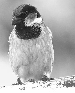 Friendly Bird  House Sparrow,Passer domesticus