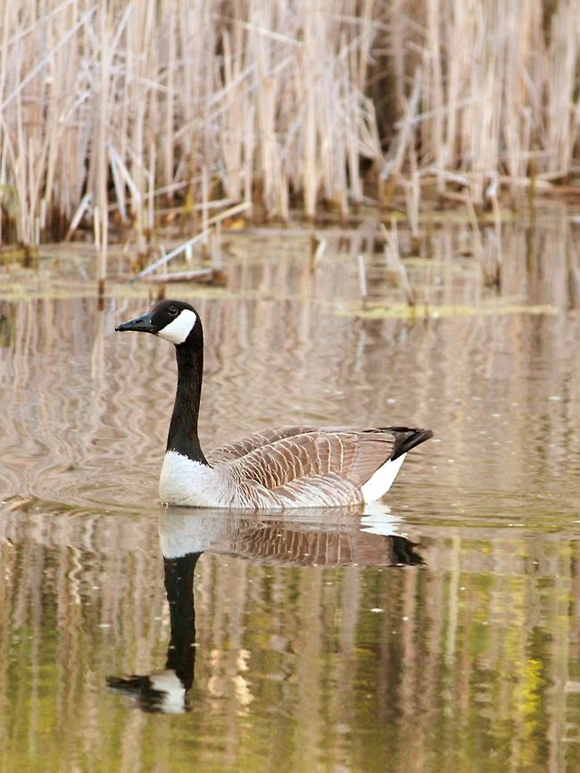 Mama Geese  Branta canadensis,Canada Goose