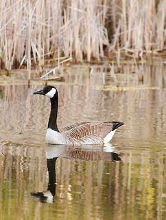 Mama Geese  Branta canadensis,Canada Goose