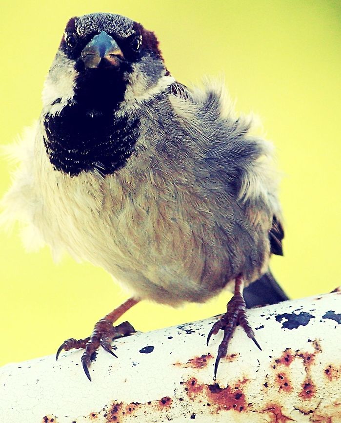 The wind's blowing me away  House Sparrow,Passer domesticus