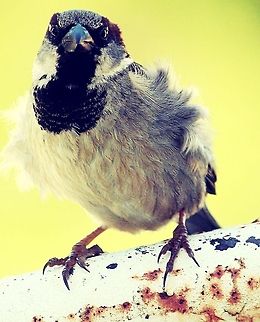 The wind's blowing me away  House Sparrow,Passer domesticus