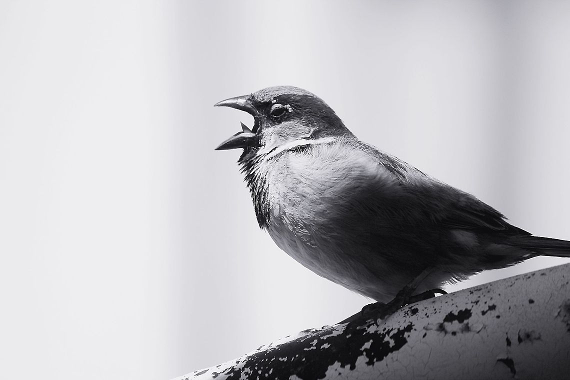 Stop taking my picture!  House Sparrow,Passer domesticus