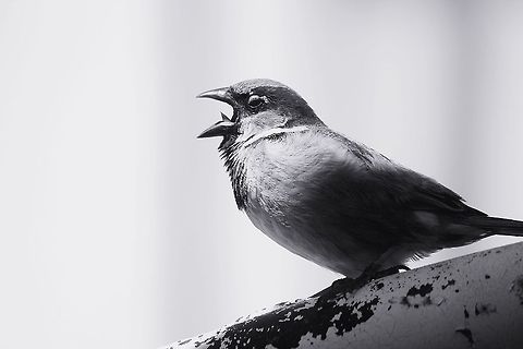 Stop taking my picture!  House Sparrow,Passer domesticus