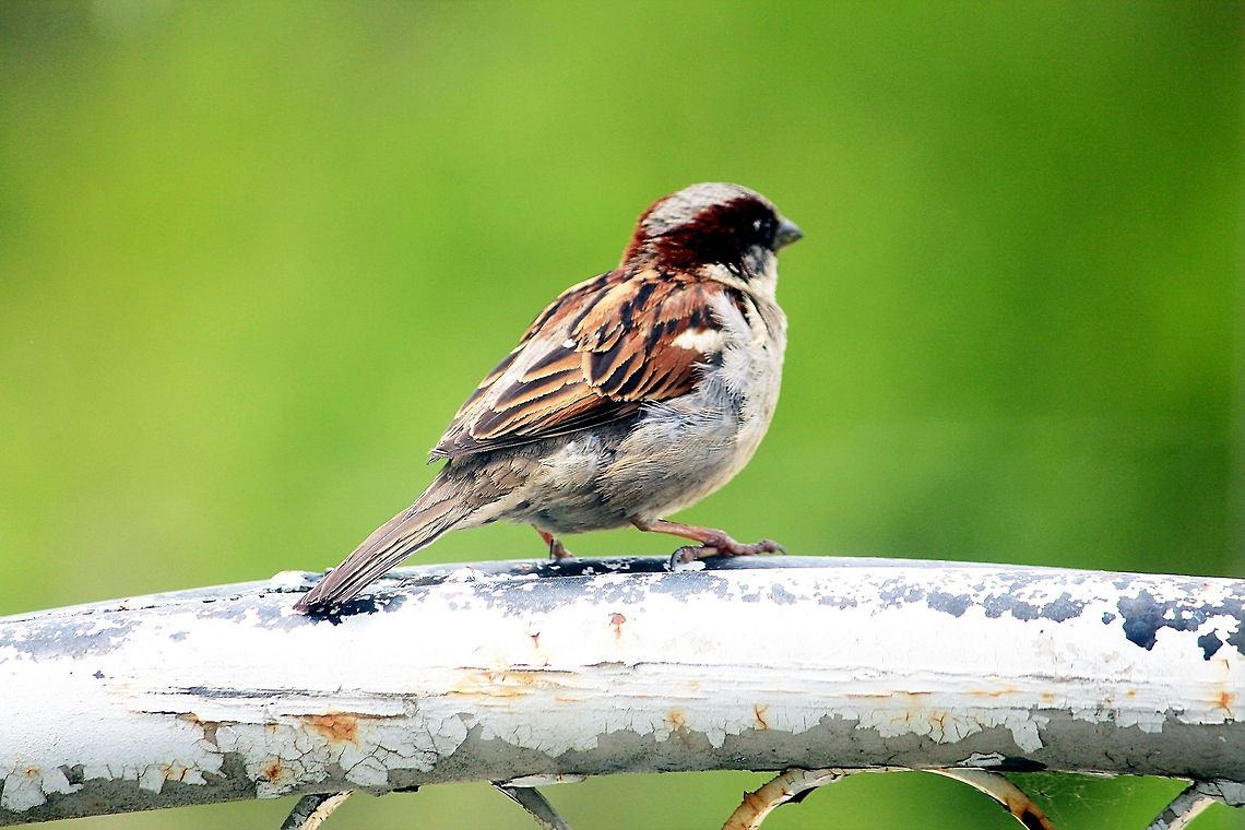 Bird  House Sparrow,Passer domesticus