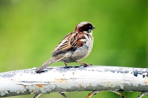 Bird  House Sparrow,Passer domesticus