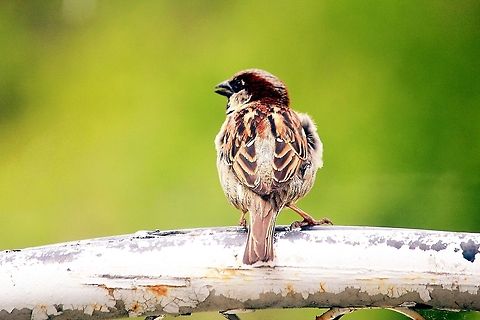 Chickadee  House Sparrow,Passer domesticus