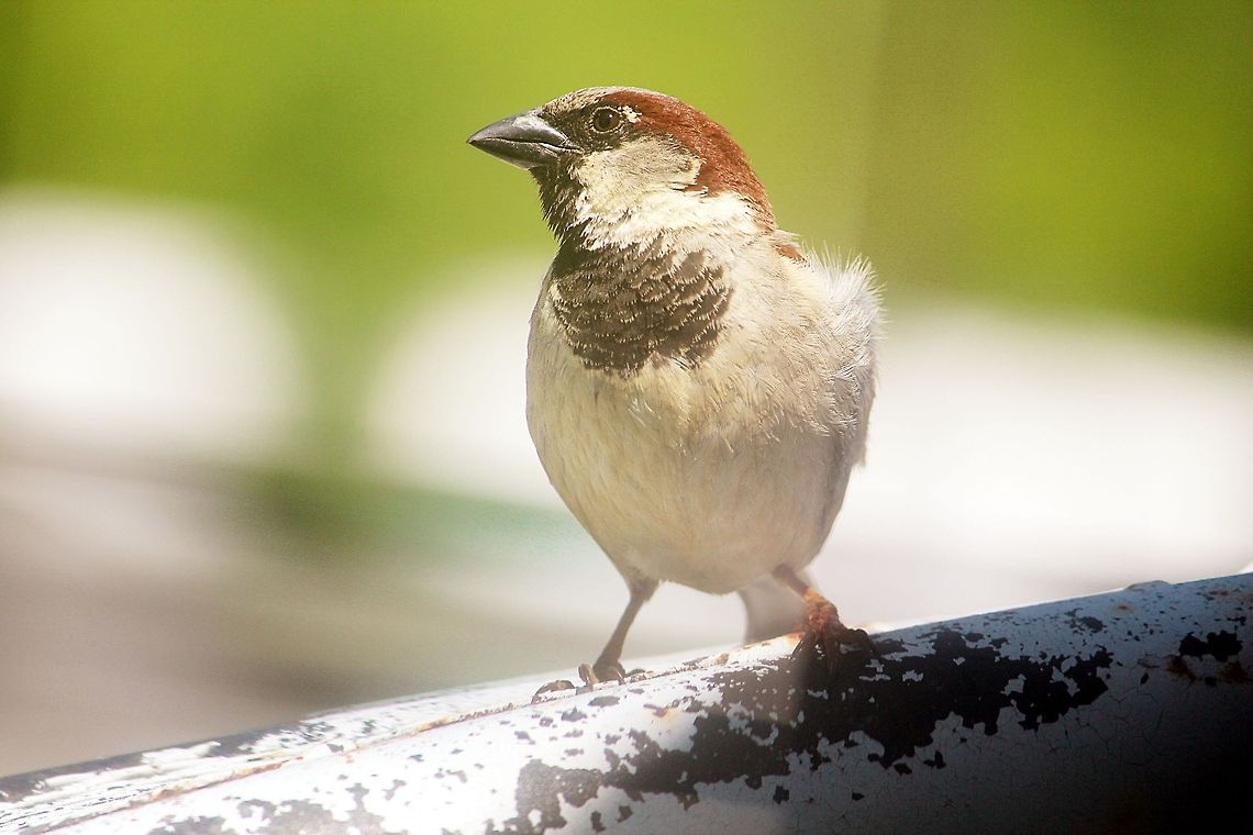 Pose for the camera  House Sparrow,Passer domesticus