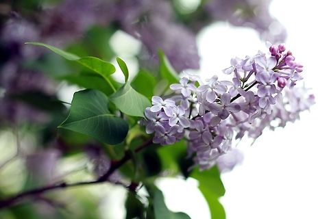 Lilacs Lilacs Common Lilac,Syringa vulgaris
