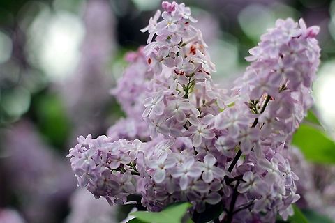 Lilacs  Common Lilac,Syringa vulgaris