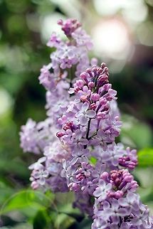 Lilacs  Common Lilac,Syringa vulgaris