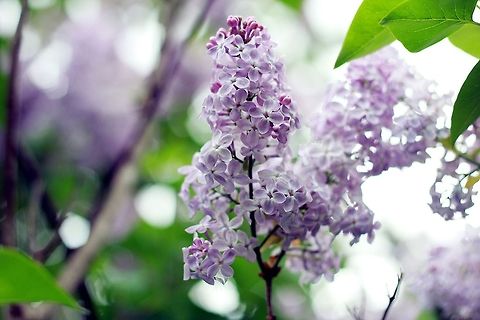 Lilacs  Common Lilac,Syringa vulgaris