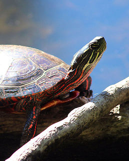 Peaceful turtle This is one of the many turtles I photographed at a nature preserve Chrysemys picta,Painted turtle