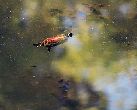 Smallest fish in the sea I think this is a painted turtle it was one of the smallest ones at the nature preserve. it was also the only one swimming. Chrysemys picta,Painted turtle