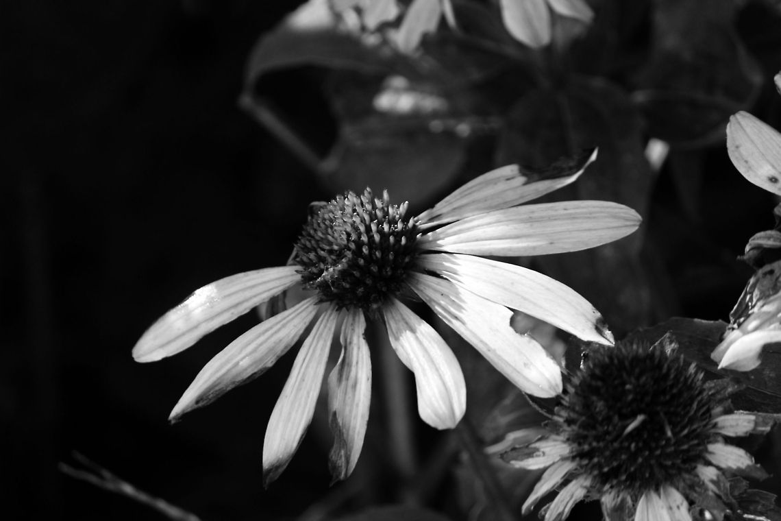 Summers end This is a picture of a flower towards the end of summer. Sad to see so many beautiful plants dying.