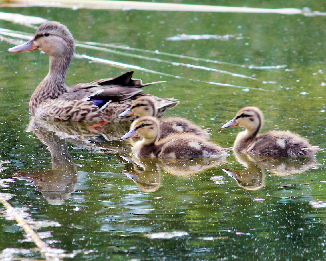 Families stick together This is a mama duck and her three ducklings that were swimming in my pond this summer. Anas platyrhynchos,Mallard