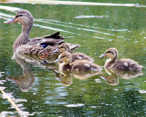 Families stick together This is a mama duck and her three ducklings that were swimming in my pond this summer. Anas platyrhynchos,Mallard