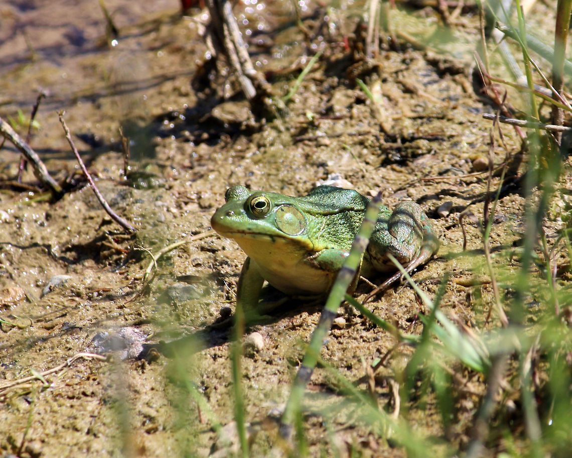 Laid back frog Every time I try to take pictures of frogs they jump in the water. Surprisingly this one just sat there for a very long time like it didn't know I was there. Green Frog,Green frog,Lithobates clamitans,Rana clamitans
