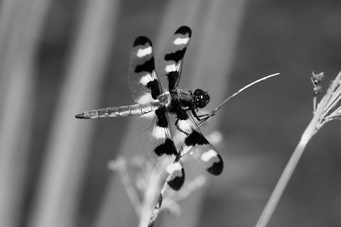 Black and white dragon fly I have never seen a dragonfly like this before but I seen it this summer flying around my pond. After a while of shooting I finally got a few good shots. Libellula pulchella,Twelve-spotted Skimmer