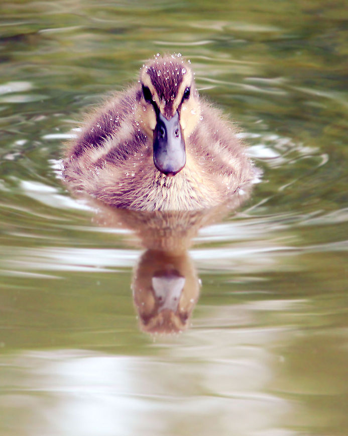 Friendly Duckling The only duckling out of the three that came up and sat in front of the camera.  Anas platyrhynchos,Mallard