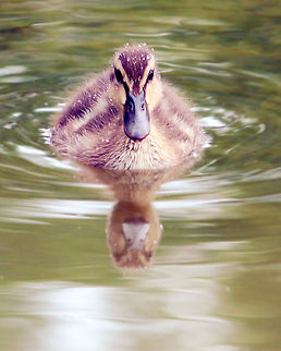 Friendly Duckling The only duckling out of the three that came up and sat in front of the camera.  Anas platyrhynchos,Mallard
