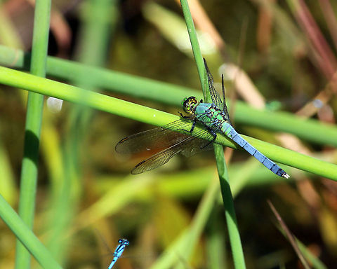 beautiful male dragonfly This is a male dragonfly that was flying around my pond. He's very fast and was hard to get pictures of. Eastern Pondhawk,Erythemis simplicicollis