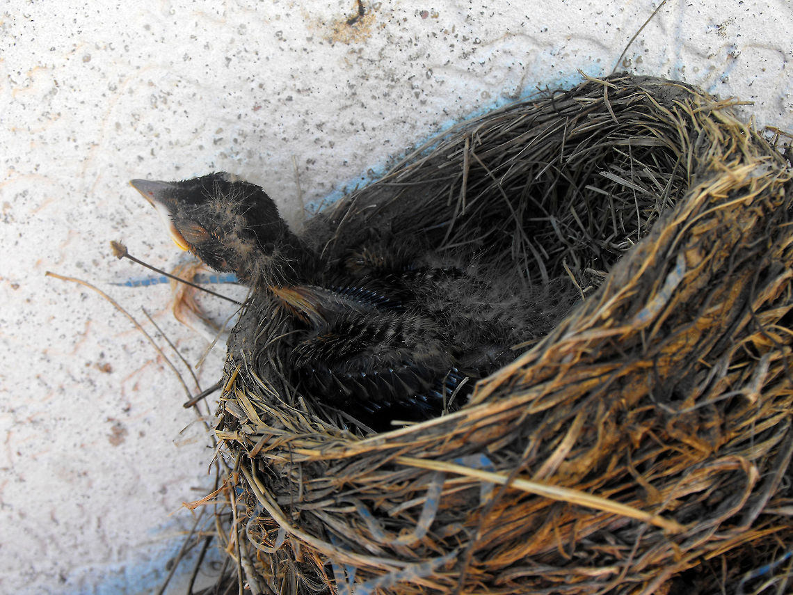 Joy of a new baby A robin made a nest close to my house and laid three eggs. only one egg ended up hatching but this is one of the pictures I shot of the baby robin. American Robin,Turdus migratorius