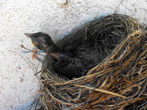 Joy of a new baby A robin made a nest close to my house and laid three eggs. only one egg ended up hatching but this is one of the pictures I shot of the baby robin. American Robin,Turdus migratorius