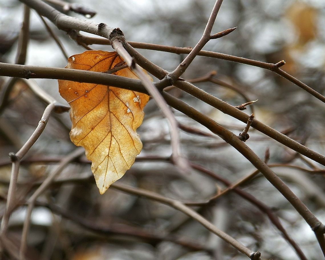 Early fall colors? Believe it or not this picture was taken in the spring (April). I have never seen such a beautiful leaf still alive after winter.