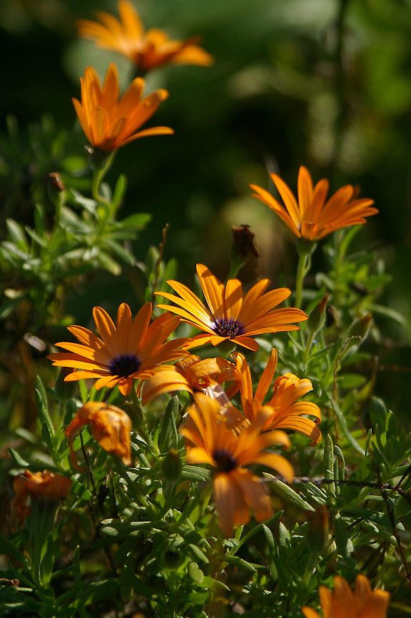 Orange flowers? I have never seen orange flowers like this before and I have no idea what type they are. However, they are beautiful.